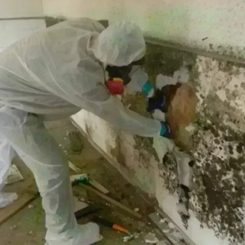 Mold Remediation and Removal in Fremont County, IA